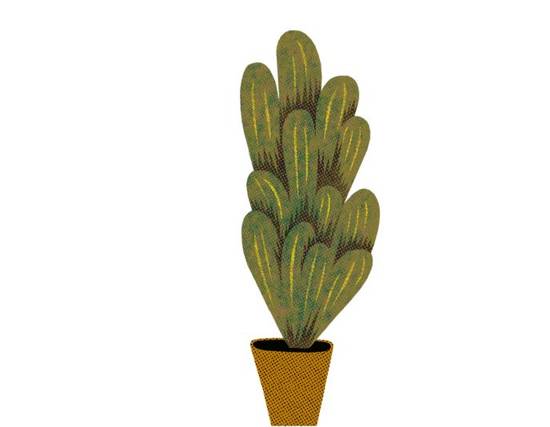 Cactus